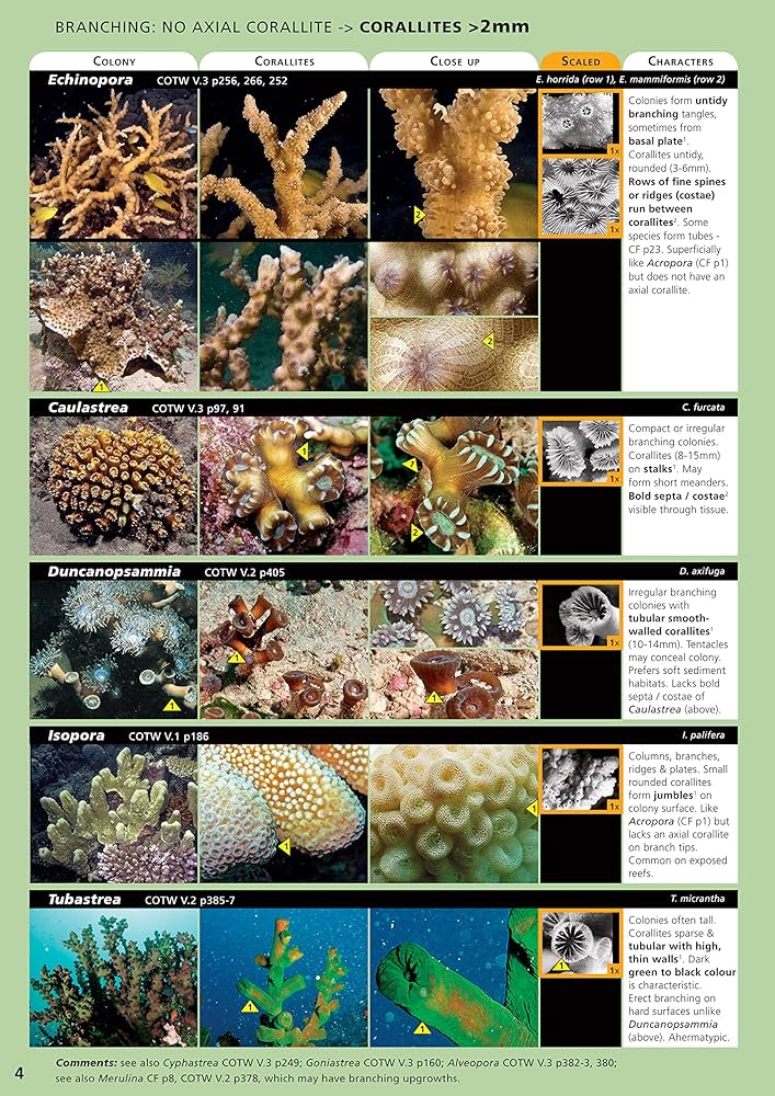 Coral プロフィール必読 鳥ぐらし vol.6 | こんぱまるオンライン